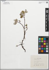 Foto von Salix reticulata L.